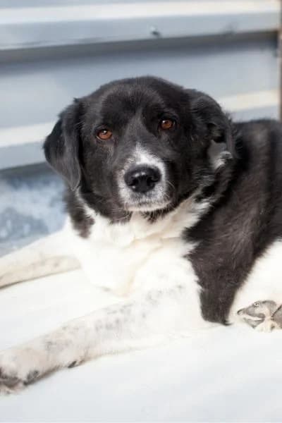 Minosch, male senior Mixed Breed for adoption at Hunderettung Europa e.V., Duisburg