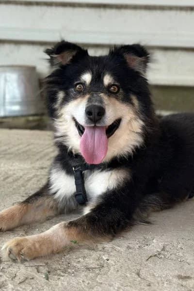 Roderick, male senior Mixed Breed for adoption at Hunderettung Europa e.V., Duisburg