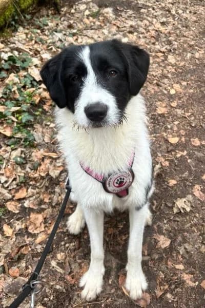 Pflegehund Donna, female young Mixed Breed for adoption at Hunderettung Europa e.V., Duisburg