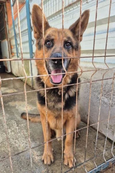 Ole, male senior Mixed Breed for adoption at Hunderettung Europa e.V., Duisburg