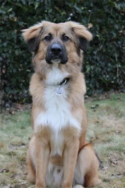 Pflegehund Aperol, male young Mixed Breed for adoption at Hunderettung Europa e.V., Duisburg