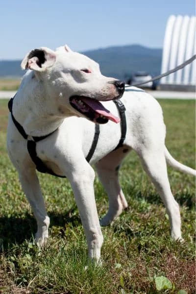 Fritzi, female 6yo Mixed Breed for adoption at Hunderettung Europa e.V., Duisburg