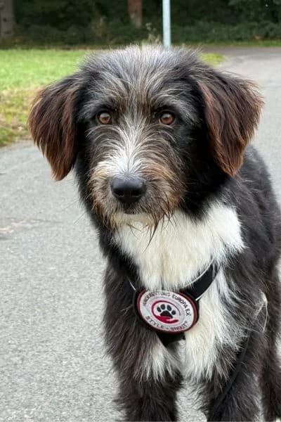 Pflegehund Karl, male young Mixed Breed for adoption at Hunderettung Europa e.V., Duisburg