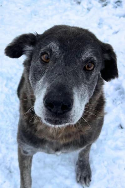 Pepsi, male senior Mixed Breed for adoption at Hunderettung Europa e.V., Duisburg