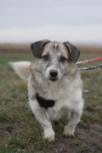 Pflegehund Ennio, male senior Mixed Breed for adoption at Hunderettung Europa e.V., Duisburg