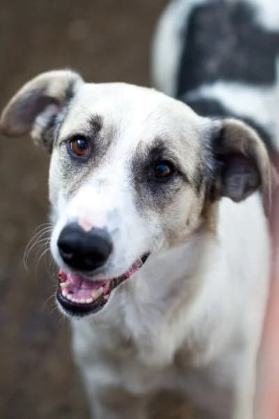 Kaido, male young Mixed Breed for adoption at Hunderettung Europa e.V., Duisburg