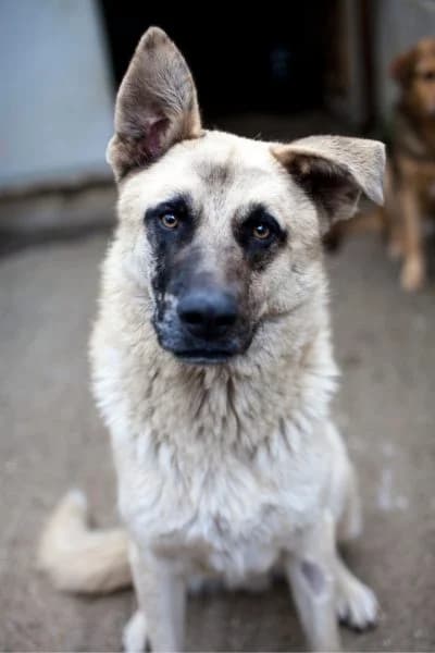 Junco, male 6yo Mixed Breed for adoption at Hunderettung Europa e.V., Duisburg