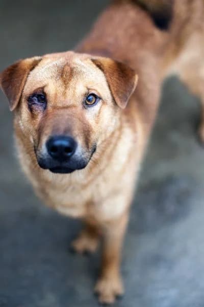 Caleb, male young Mixed Breed for adoption at Hunderettung Europa e.V., Duisburg