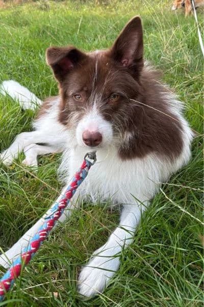 Pflegehund Anakin, female young Mixed Breed for adoption at Hunderettung Europa e.V., Duisburg