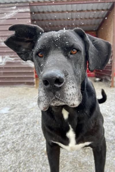 Bones, male senior Mixed Breed for adoption at Hunderettung Europa e.V., Duisburg