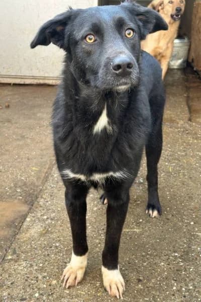 Chicago, male 4yo Mixed Breed for adoption at Hunderettung Europa e.V., Duisburg