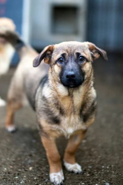 Chupa, female puppy Mixed Breed for adoption at Hunderettung Europa e.V., Duisburg