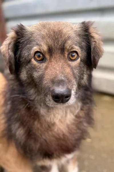 Nikos, female 7yo Mixed Breed for adoption at Hunderettung Europa e.V., Duisburg
