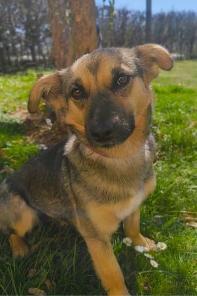 Pflegehund Leoni, female 5yo Mixed Breed for adoption at Hunderettung Europa e.V., Duisburg