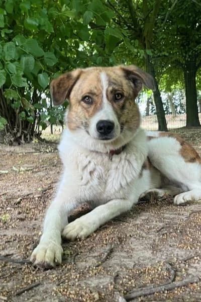 Pflegehund, female 4yo Mixed Breed for adoption at Hunderettung Europa e.V., Duisburg