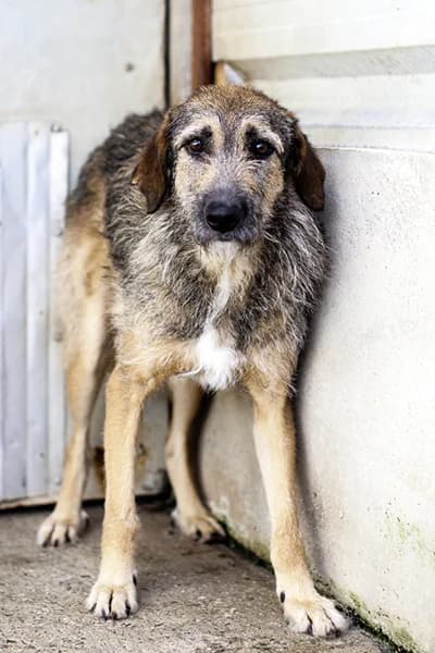 Scone, male 3yo Mixed Breed for adoption at Hunderettung Europa e.V., Duisburg