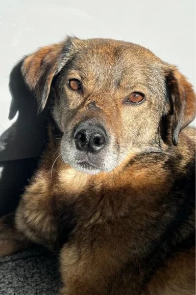 Pflegehund Henry, male 4yo Mixed Breed for adoption at Hunderettung Europa e.V., Duisburg