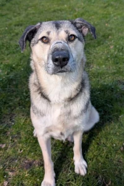 Pflegehund Rosine, female 3yo Mixed Breed for adoption at Hunderettung Europa e.V., Duisburg