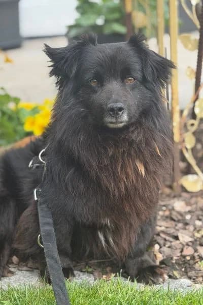 Pflegehund Mori, male 7yo Mixed Breed for adoption at Hunderettung Europa e.V., Duisburg