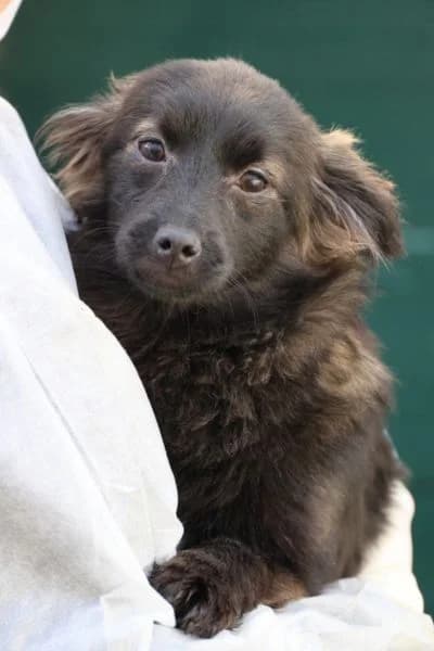 Pflegehund Olive, male puppy Mixed Breed for adoption at Hunderettung Europa e.V., Duisburg
