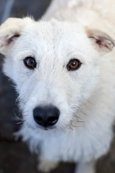 Nanuk, female young Mixed Breed for adoption at Hunderettung Europa e.V., Duisburg