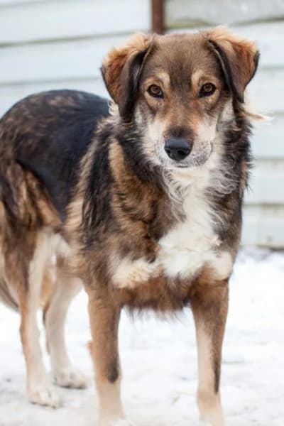 Newton, male 5yo Mixed Breed for adoption at Hunderettung Europa e.V., Duisburg