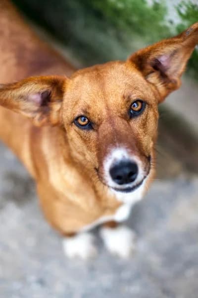 Pflegehund Tauriel, female young Mixed Breed for adoption at Hunderettung Europa e.V., Duisburg