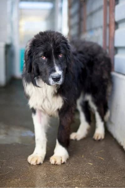 Pflegehund Fienchen, female young Mixed Breed for adoption at Hunderettung Europa e.V., Duisburg