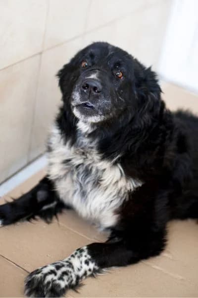 Davie, male senior Mixed Breed for adoption at Hunderettung Europa e.V., Duisburg