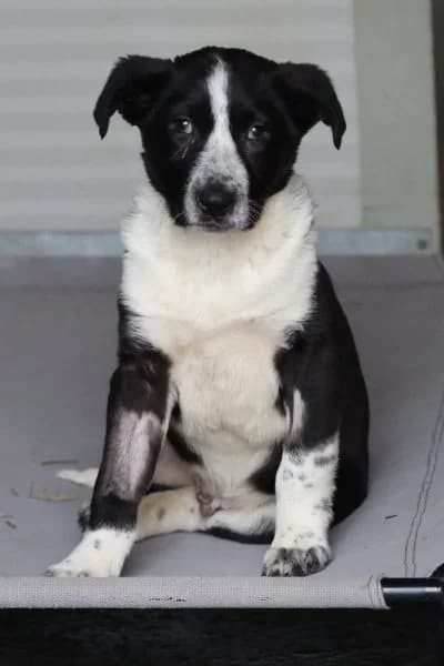 Avi, male puppy Mixed Breed for adoption at Hunderettung Europa e.V., Duisburg