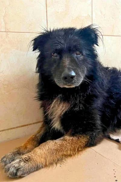 Bodhi, male senior Mixed Breed for adoption at Hunderettung Europa e.V., Duisburg