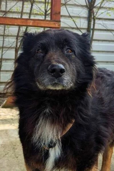 Bodhi, male senior Mixed Breed for adoption at Hunderettung Europa e.V., Duisburg