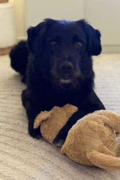 Pflegehund Tartufo, male 4yo Mixed Breed for adoption at Hunderettung Europa e.V., Duisburg