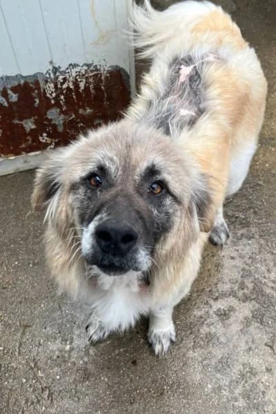 Hazel, female 6yo Mixed Breed for adoption at Hunderettung Europa e.V., Duisburg