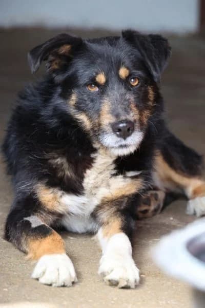 Kalle, male senior Mixed Breed for adoption at Hunderettung Europa e.V., Duisburg