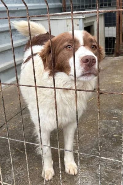 Toffee, female young Mixed Breed for adoption at Hunderettung Europa e.V., Duisburg