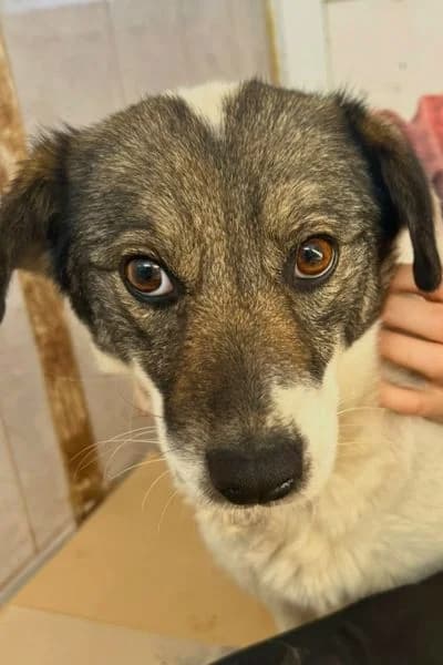 Neyla, female 3yo Mixed Breed for adoption at Hunderettung Europa e.V., Duisburg