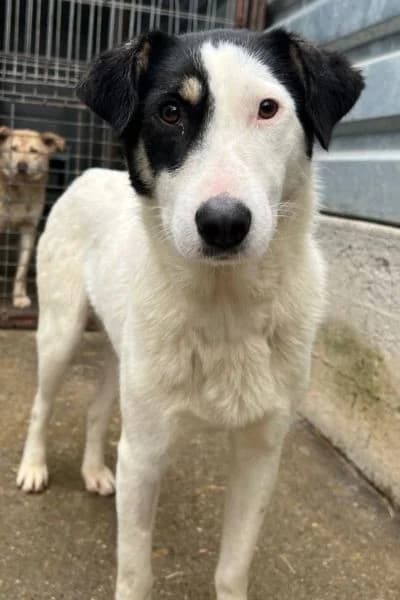 Melodie, female young Mixed Breed for adoption at Hunderettung Europa e.V., Duisburg