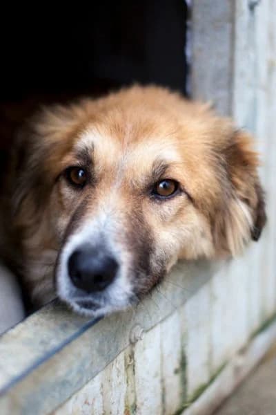 Livia, female 6yo Mixed Breed for adoption at Hunderettung Europa e.V., Duisburg