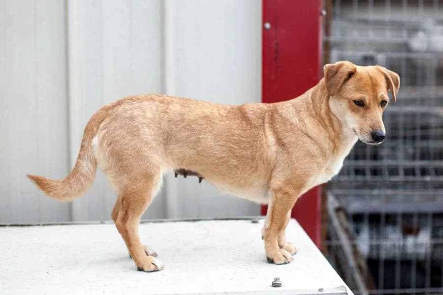 Maggy, female 4yo Mixed Breed for adoption at Hunderettung Europa e.V., Duisburg