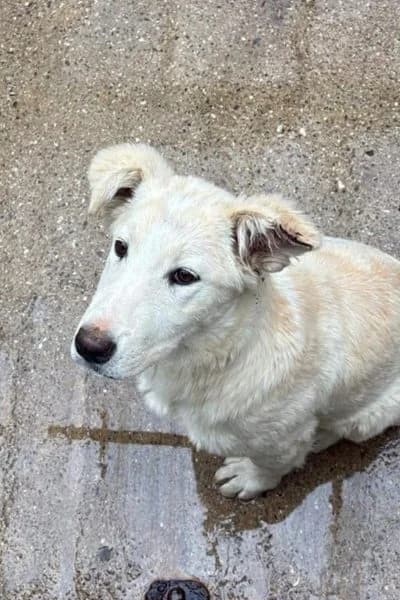 Perla, female puppy Mixed Breed for adoption at Hunderettung Europa e.V., Duisburg