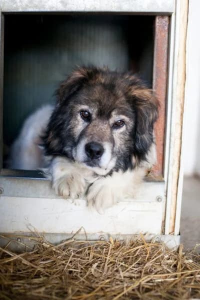Mika, male senior Mixed Breed for adoption at Hunderettung Europa e.V., Duisburg
