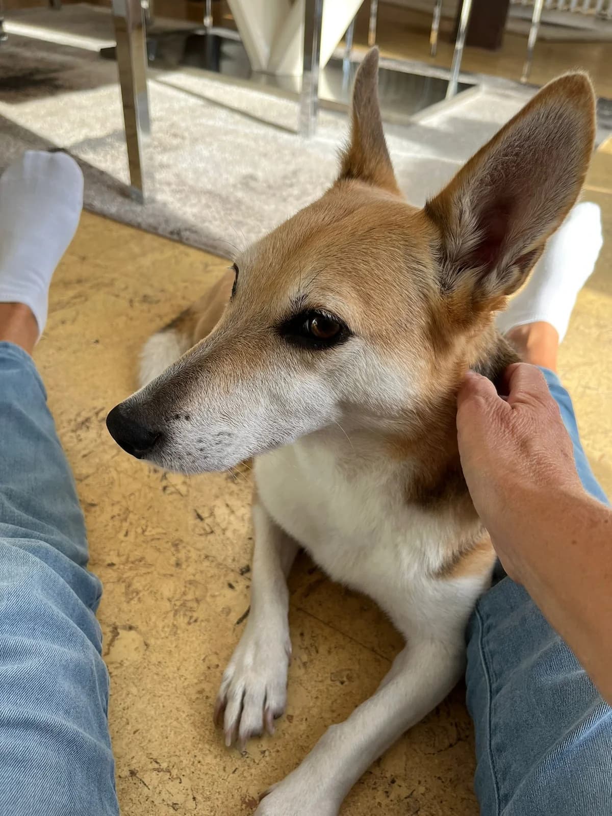 Peanut, female 7yo Mixed Breed for adoption at Hunderettung Kasachstan e.V.