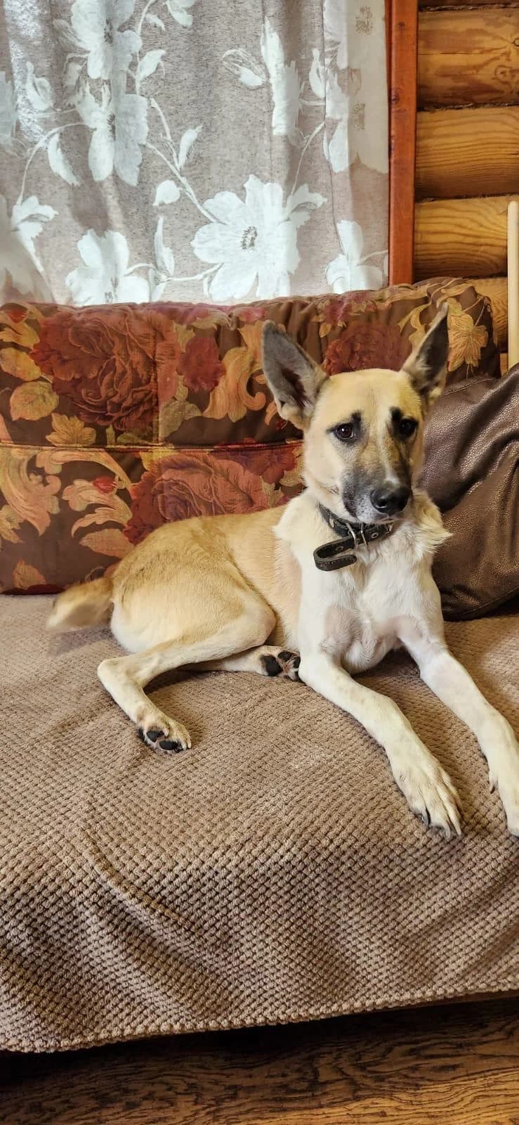Klaas, male 6yo Mixed Breed for adoption at Hunderettung Kasachstan e.V.