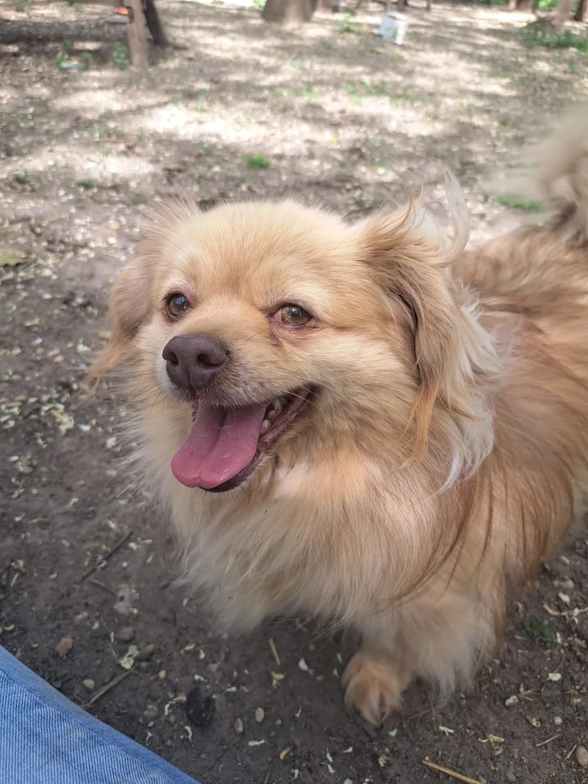 Pityu, male senior Chihuahua for adoption at Hunderettung Kasachstan e.V.