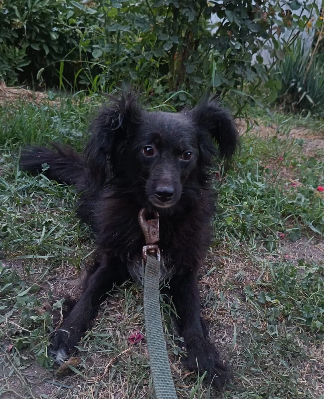 Lapka, female 4yo Mixed Breed for adoption at Hunderettung Kasachstan e.V.