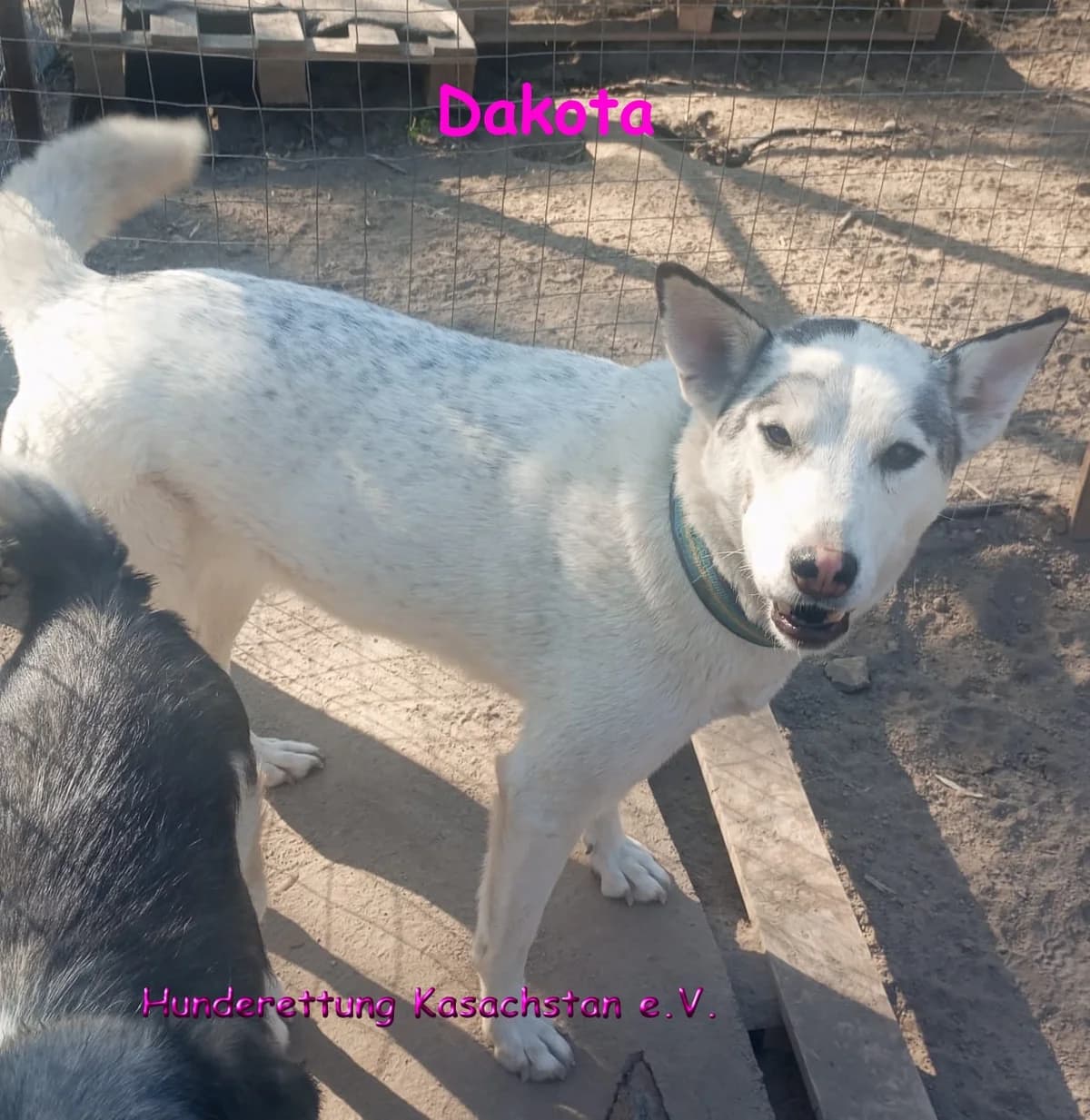 Dakota, female 6yo mixed breed for adoption at Hunderettung Kasachstan e.V.