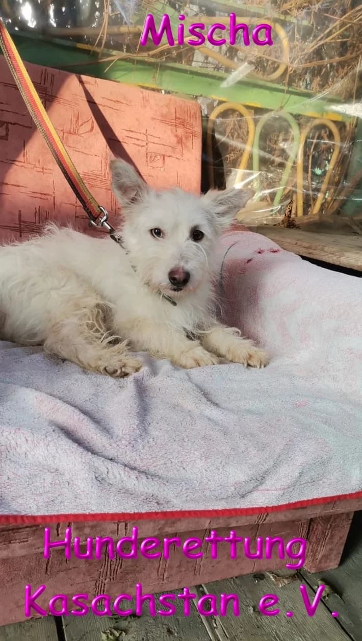 Mischa, male 7yo Mixed Breed for adoption at Hunderettung Kasachstan e.V.