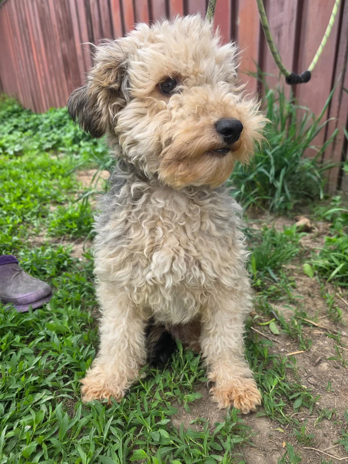 Noel, male Mixed Breed for adoption at Hunderettung Kasachstan e.V.