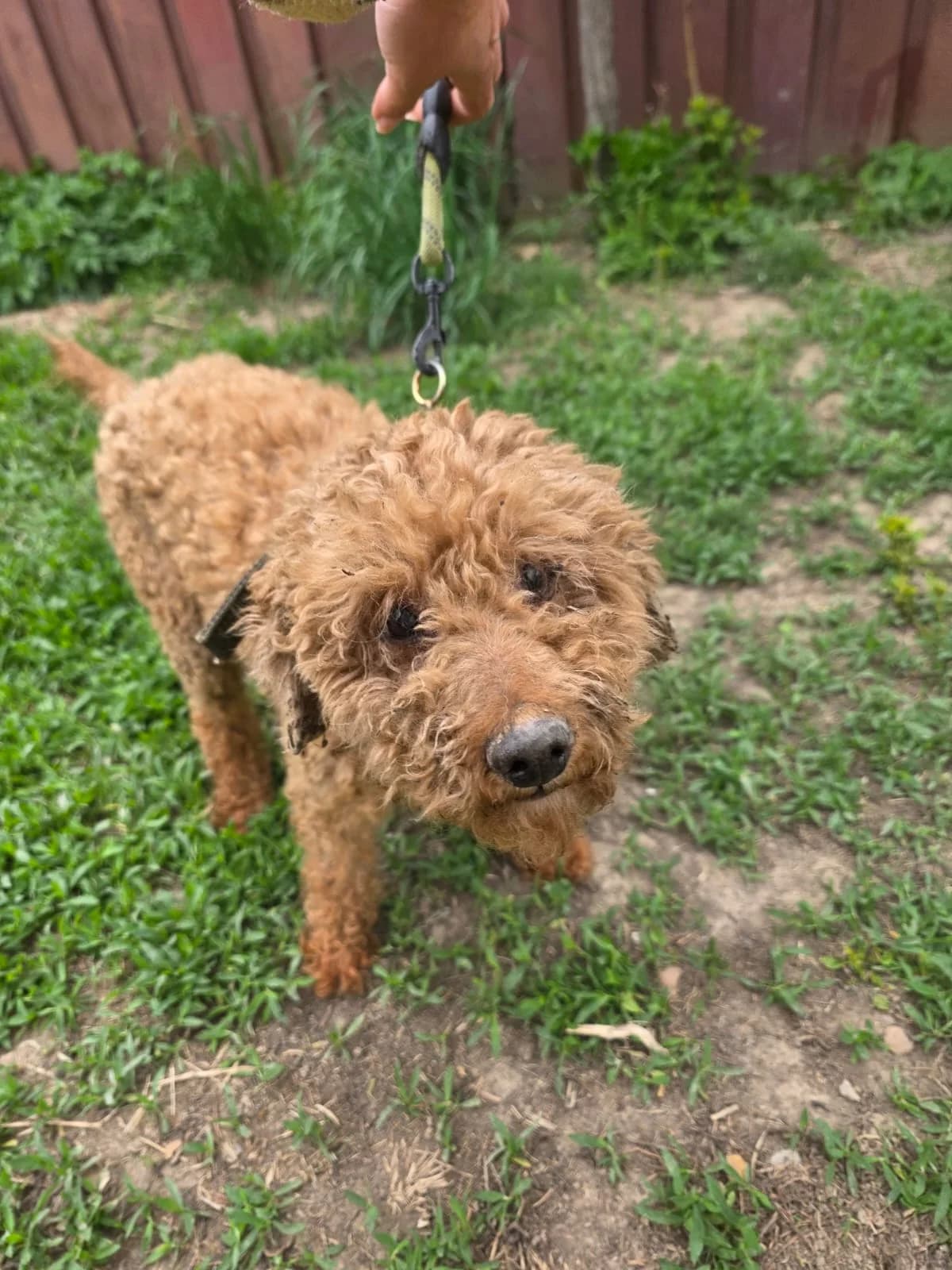 Henry, male 6yo Poodle for adoption at Hunderettung Kasachstan e.V.